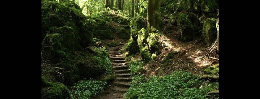 ontembare, one day you finally knew, wilde wortels, lien van camp, voedende verhalen, vertellen,